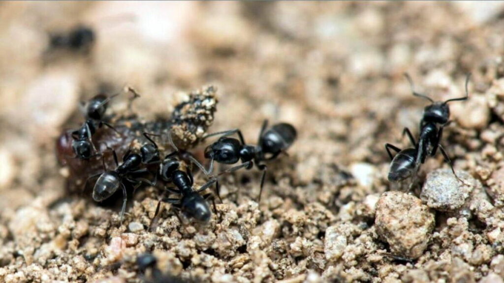 L’invasion de fourmis corses dans le sud de la France oblige un couple à déménager