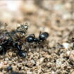 L’invasion de fourmis corses dans le sud de la France oblige un couple à déménager