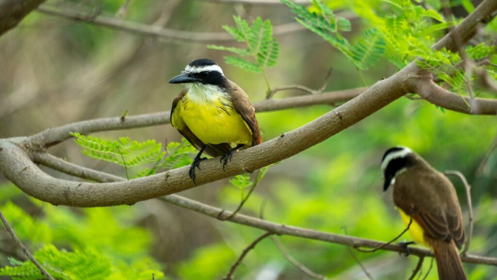 On sait maintenant de quoi rêvent les oiseaux