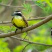 On sait maintenant de quoi rêvent les oiseaux