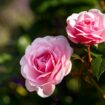 Roses grow the most beautiful blooms ever if kitchen waste item 'like gold' is used