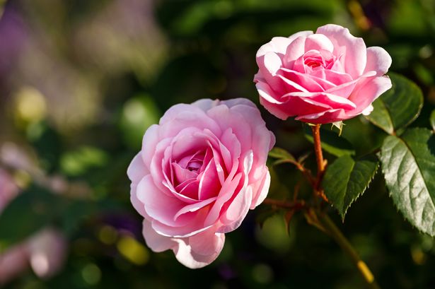 Roses grow the most beautiful blooms ever if kitchen waste item 'like gold' is used