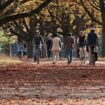 Se promener dans un parc renforce le système immunitaire et la santé mentale