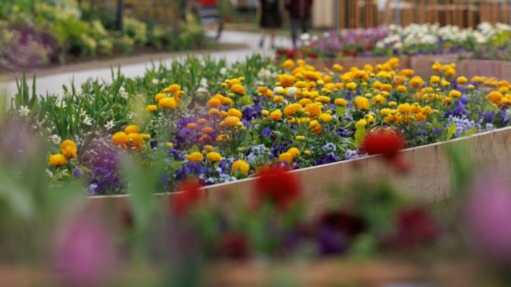 Blumen blühen auf dem Gelände der Landesgartenschau 2023 in Höxter. Foto: Friso Gentsch/dpa/Archivbild