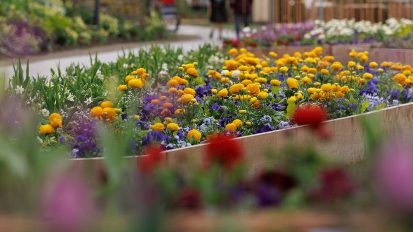 Blumen blühen auf dem Gelände der Landesgartenschau 2023 in Höxter. Foto: Friso Gentsch/dpa/Archivbild