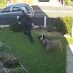 Terrifying moment 'unattended XL Bully' launches crazed attack on dogs as their two owners struggle to get away from the huge beast