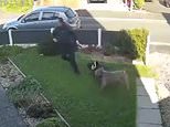 Terrifying moment 'unattended XL Bully' launches crazed attack on dogs as their two owners struggle to get away from the huge beast