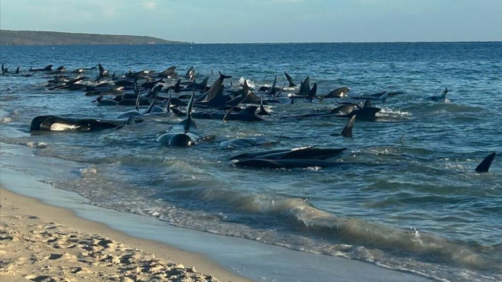 Aufnahmen zeigen eine Massenstrandung von Walen in Toby's Inlet in Westaustralien. Foto: Supplied/PARKS AND WILDLIFE WESTERN AUS