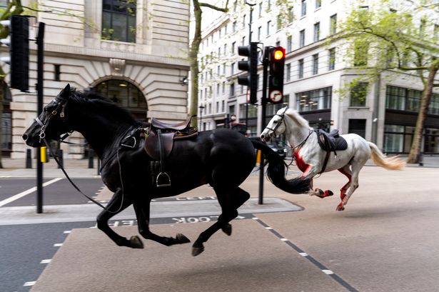 Two horses which bolted in London in 'serious condition' after six-mile rampage
