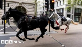 A black horse and a white horse run free in central London