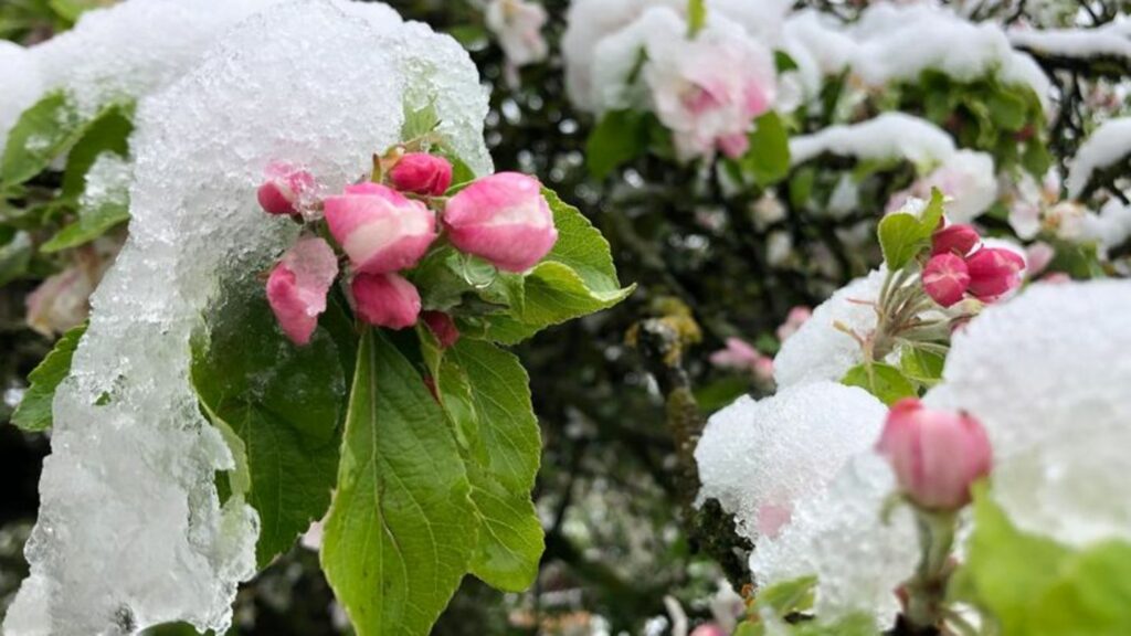 Der April macht, was er will: Die Blüten eines Apfelbaums sind mit Schnee bedeckt. Foto: David Hutzler/dpa