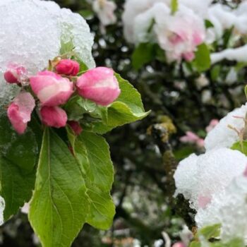 Der April macht, was er will: Die Blüten eines Apfelbaums sind mit Schnee bedeckt. Foto: David Hutzler/dpa