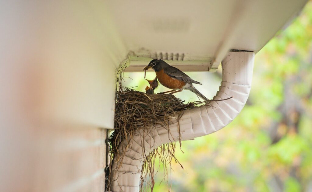 What to do if you find a bird nest near your home