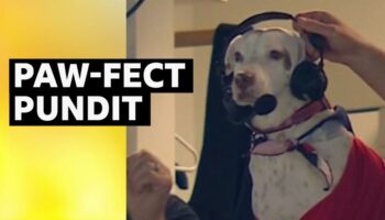 Pablo the dog joins the commentary booth at the Washington Nationals v Los Angeles Dodgers game