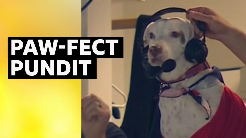 Pablo the dog joins the commentary booth at the Washington Nationals v Los Angeles Dodgers game