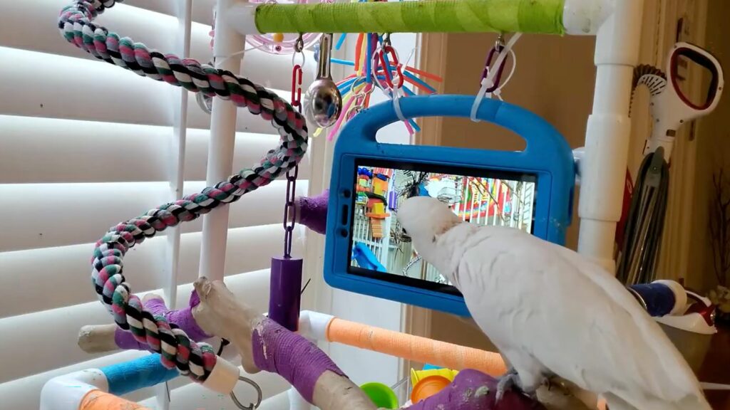 BEST QUALITY AVAILABLE Undated handout photo issued by University of Glasgow of a parrot taking part in their study which suggests pet parrots taught to make video calls on Facebook Messenger may prefer live chats with their friends rather than listen to recorded messages. Issue date: Thursday May 2, 2024.