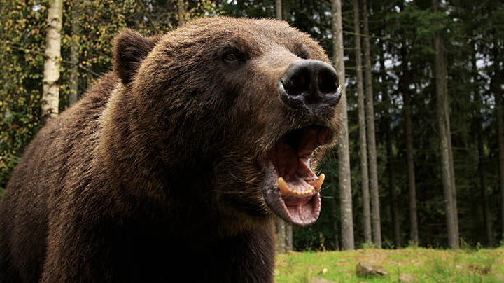 Bears Less Threatening Than Men When Alone In The Woods