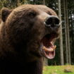 Bears Less Threatening Than Men When Alone In The Woods