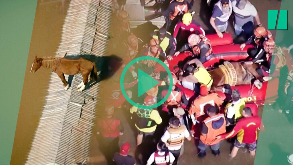 Les images du sauvetage très délicat d’un cheval piégé par les inondations au Brésil