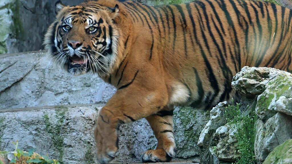 Sumatran tiger on the loose, believed to have killed man in Indonesia