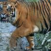 Sumatran tiger on the loose, believed to have killed man in Indonesia