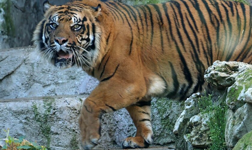 Sumatran tiger on the loose, believed to have killed man in Indonesia