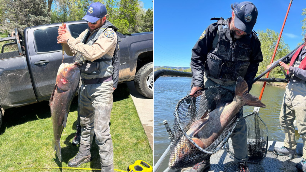 Colorado angler helps authorities crack down on gigantic invasive fish: 'Highly unusual'