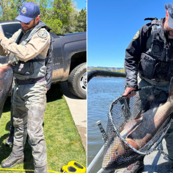 Colorado angler helps authorities crack down on gigantic invasive fish: 'Highly unusual'