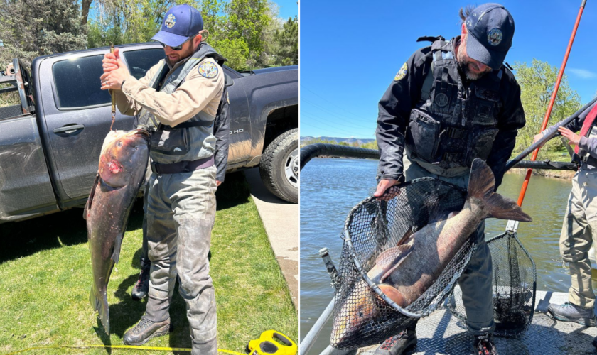 Colorado angler helps authorities crack down on gigantic invasive fish: 'Highly unusual'