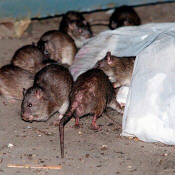 New York mayor Eric Adams announces first ‘urban rat summit’