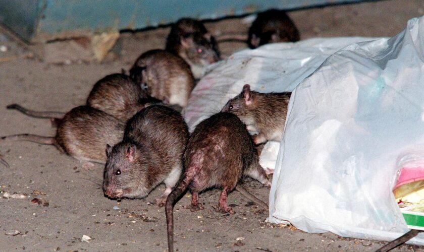 New York mayor Eric Adams announces first ‘urban rat summit’