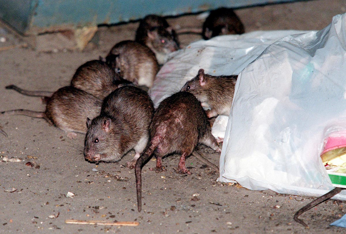 New York mayor Eric Adams announces first ‘urban rat summit’