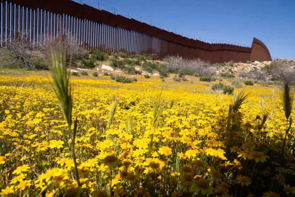 Botanists are scouring the US-Mexico border to document a forgotten ecosystem split by a giant wall