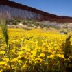 Botanists are scouring the US-Mexico border to document a forgotten ecosystem split by a giant wall