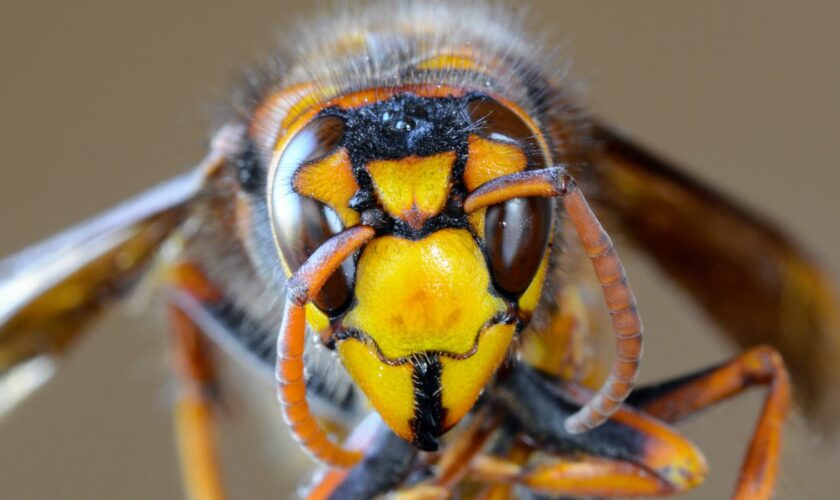 The Asian giant or 'murder' hornet