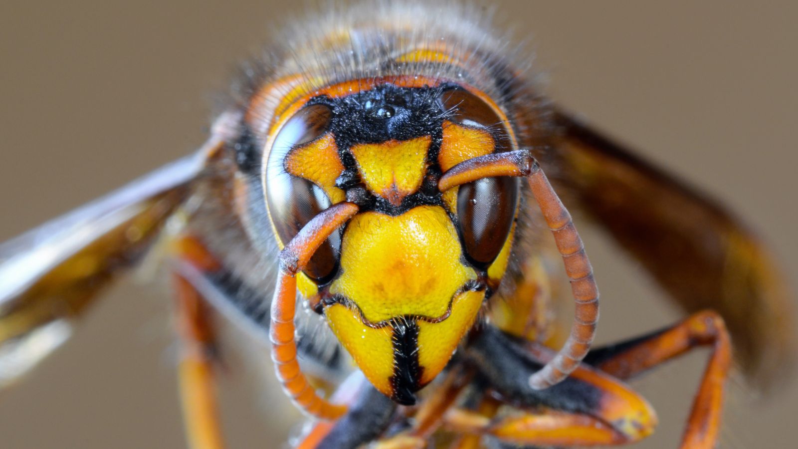 The Asian giant or 'murder' hornet