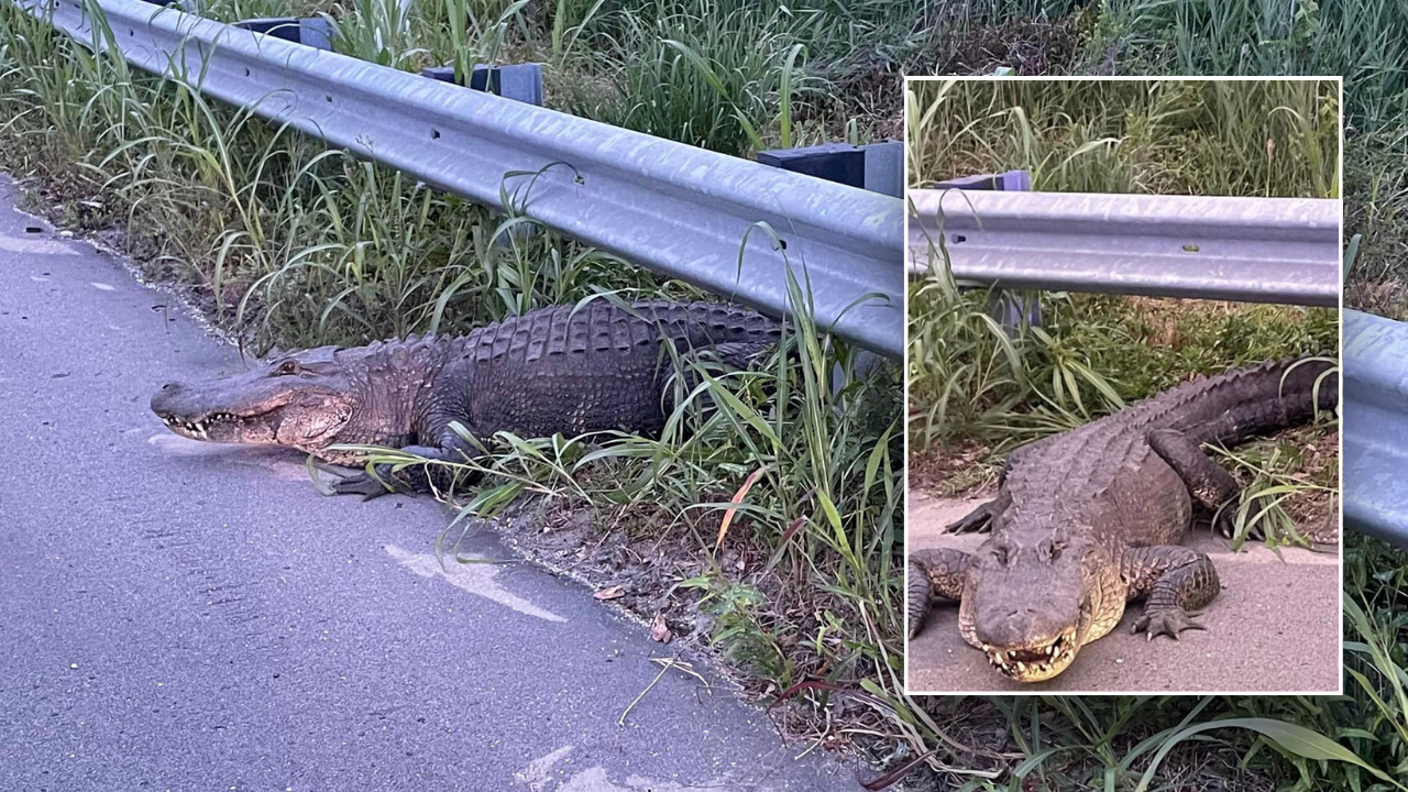 Alligator does 'death roll' while North Carolina cops wrangle him in: 'He's growling'