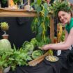 These are the trends likely to catch on from the RHS Chelsea Flower Show