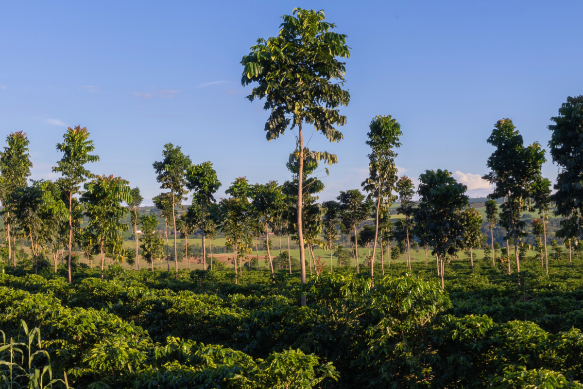 Comment les cafés Belco se préparent au réchauffement climatique