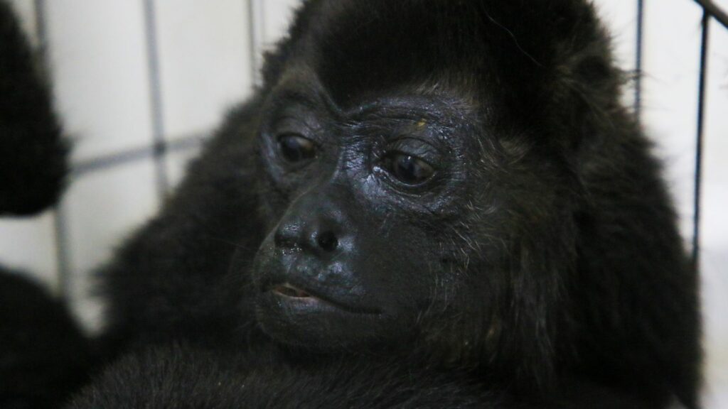 A howler monkey sits inside a cage with others at a veterinarian clinic after they were rescued amid extremely high temperatures in Tecolutilla, Tabasco state, Mexico, Tuesday, May 21, 2024. Dozens of howler monkeys were found dead in the Gulf coast state while others were rescued by residents who rushed them to a local veterinarian. (AP Photo/Luis Sanchez)