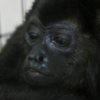 A howler monkey sits inside a cage with others at a veterinarian clinic after they were rescued amid extremely high temperatures in Tecolutilla, Tabasco state, Mexico, Tuesday, May 21, 2024. Dozens of howler monkeys were found dead in the Gulf coast state while others were rescued by residents who rushed them to a local veterinarian. (AP Photo/Luis Sanchez)