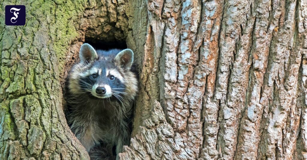 Mageninhalt untersucht: Wie Waschbären die Artenvielfalt bedrohen