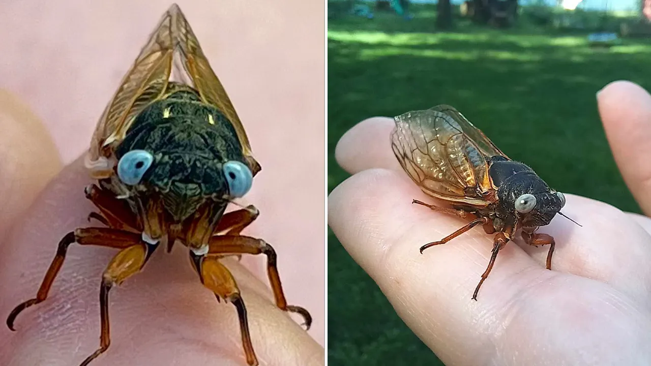 Extremely rare "blue-eyed" cicada spotted in Chicago suburb