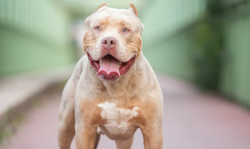 Stock photo of an american bully xl dog Pic: iStock