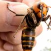 Asian hornet warning for UK as Brits told what to do when they see one