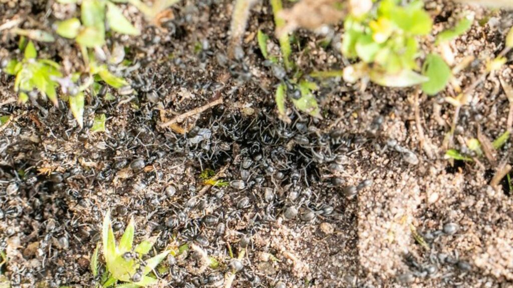 Invasive Ameisen der Art Tapinoma magnum tummeln sich in der badischen Stadt Kehl am Boden. Foto: Annette Lipowsky/Stadt Kehl/dp