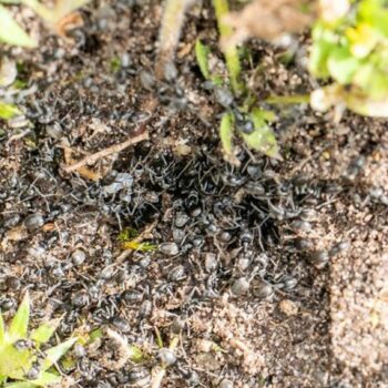 Invasive Ameisen der Art Tapinoma magnum tummeln sich in der badischen Stadt Kehl am Boden. Foto: Annette Lipowsky/Stadt Kehl/dp