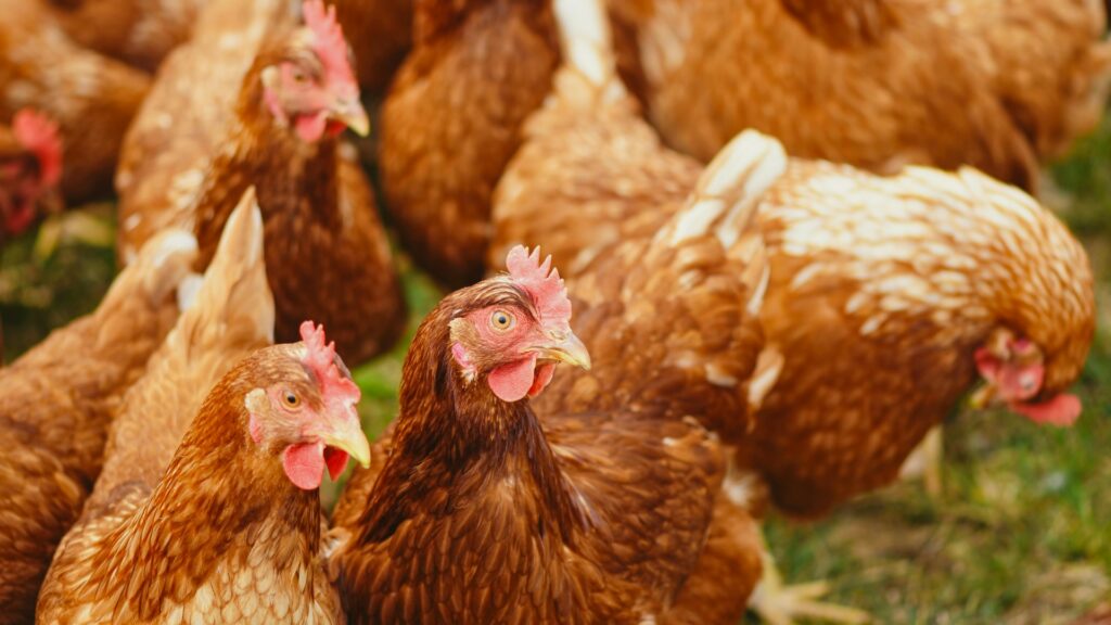 Ce troupeau de poulets sauvages terrorise un village entier