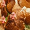 Ce troupeau de poulets sauvages terrorise un village entier