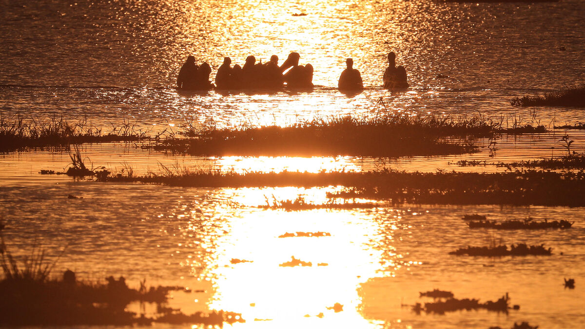 « C’est vraiment une crise » : des centaines de pélicans bruns échoués sur une plage en Californie